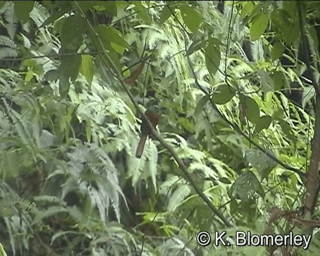 Rufous-tailed Jacamar (Black-chinned) - ML201027481