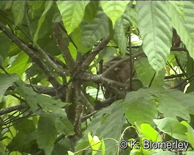 Slaty Spinetail - ML201027491