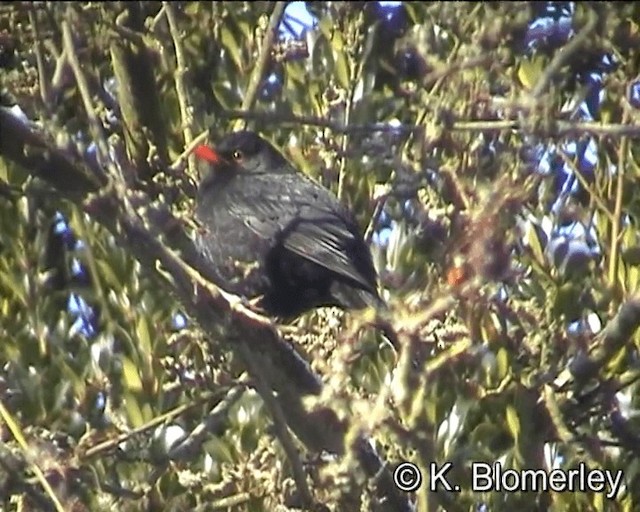 Eurasian Blackbird - ML201027521