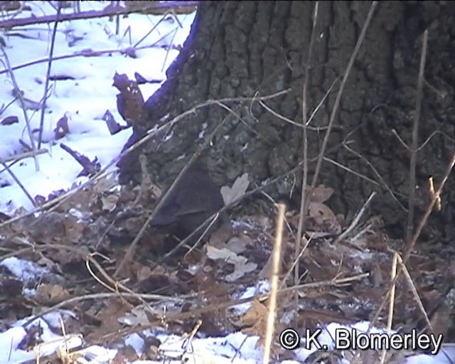 Eurasian Blackbird - ML201027531