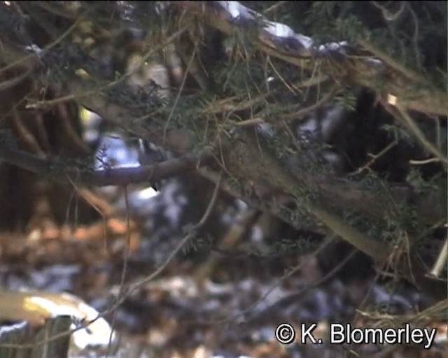 Coal Tit (British) - ML201027541