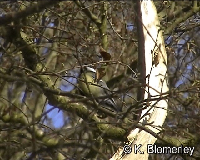 Great Tit (Great) - ML201027551