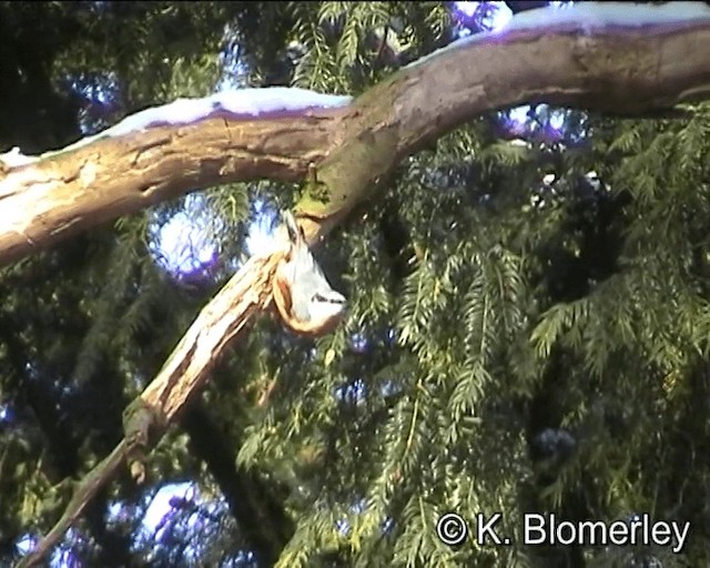 Eurasian Nuthatch (Western) - ML201027561