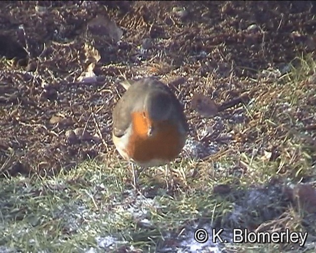 European Robin - ML201027571