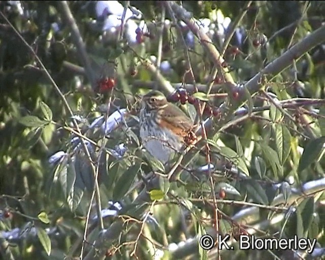 ワキアカツグミ - ML201027581