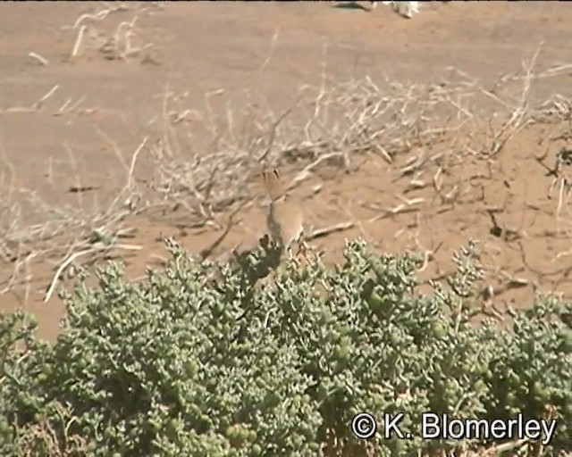African Desert Warbler - ML201027621