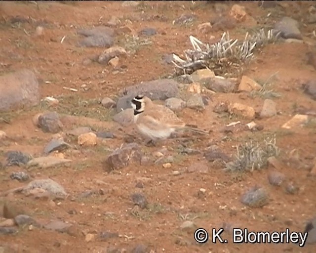 Saharaohrenlerche - ML201027651