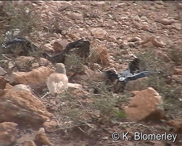 Greater Hoopoe-Lark (Mainland) - ML201027661