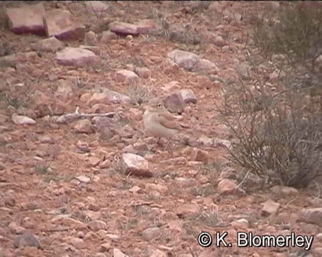 Bar-tailed Lark - ML201027671