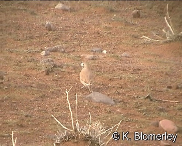 Thick-billed Lark - ML201027691