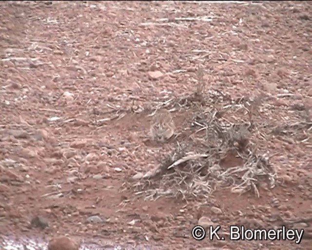 Greater Short-toed Lark - ML201027701