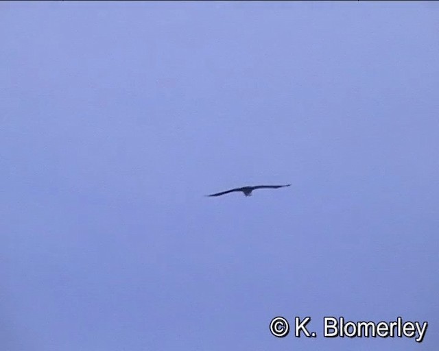 Corbeau brun - ML201027731