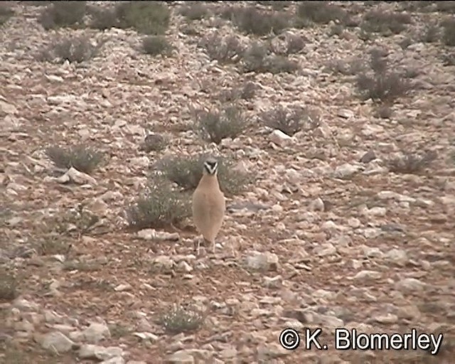 Cream-colored Courser - ML201027741