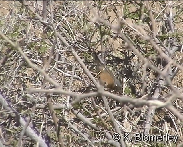 Curruca Carrasqueña Occidental - ML201027751