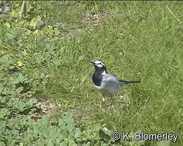 White Wagtail (Moroccan) - ML201027761