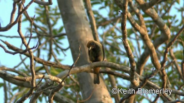 Burnished-buff Tanager (Stripe-bellied) - ML201027841