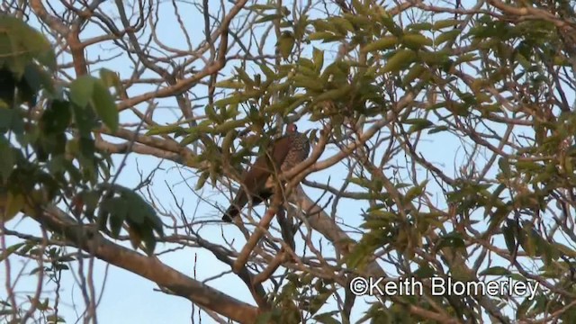 Scaled Pigeon - ML201027851