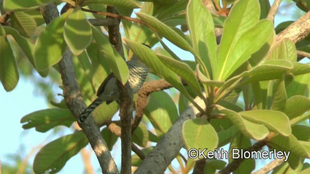 Rufous-winged Antshrike - ML201027861