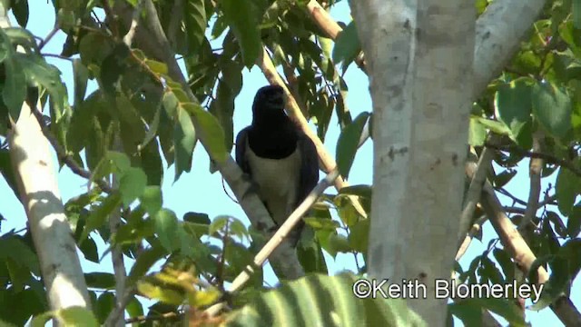 Curl-crested Jay - ML201027871