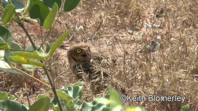 Burrowing Owl (grallaria) - ML201027881