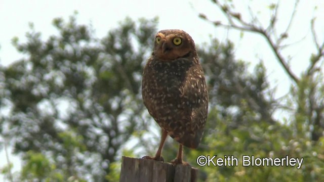 Burrowing Owl (grallaria) - ML201027891