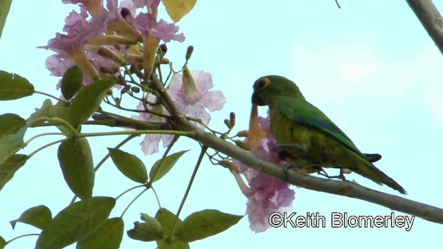 Conure couronnée - ML201027941