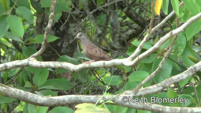 Ruddy Ground Dove - ML201027991