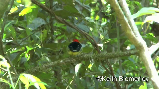 Band-tailed Manakin - ML201028011