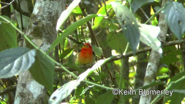 Band-tailed Manakin - ML201028021