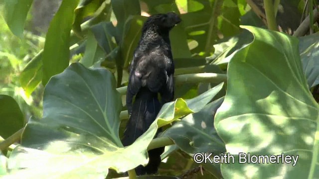 Smooth-billed Ani - ML201028031