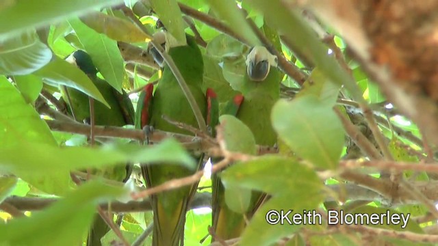 コミドリコンゴウインコ（cumanensis／longipennis） - ML201028161