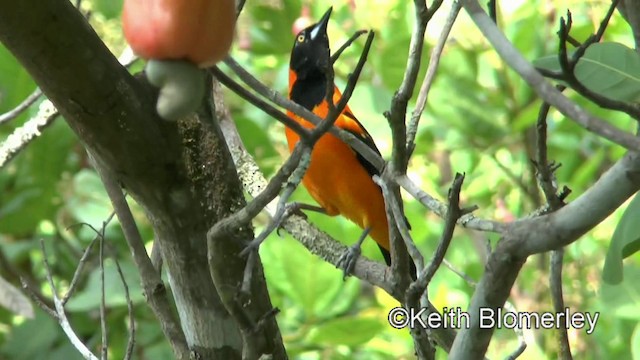 Orange-backed Troupial - ML201028221