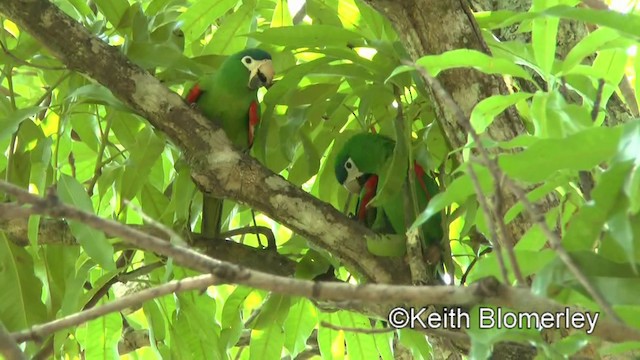 コミドリコンゴウインコ（cumanensis／longipennis） - ML201028261