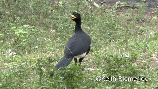 Bare-faced Curassow (Bare-faced) - ML201028291