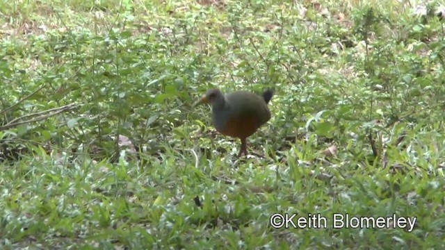 Gray-cowled Wood-Rail (Gray-cowled) - ML201028301