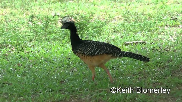 Bare-faced Curassow (Bare-faced) - ML201028311