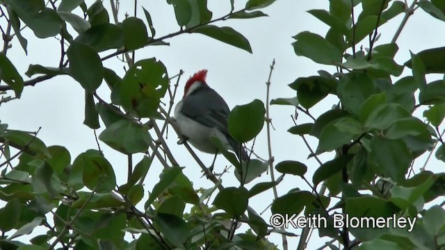 紅冠唐納雀 - ML201028321