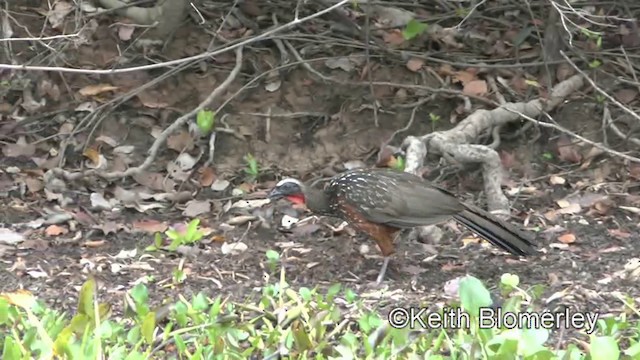 Chestnut-bellied Guan - ML201028331