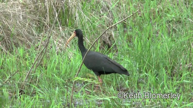 Bare-faced Ibis - ML201028391