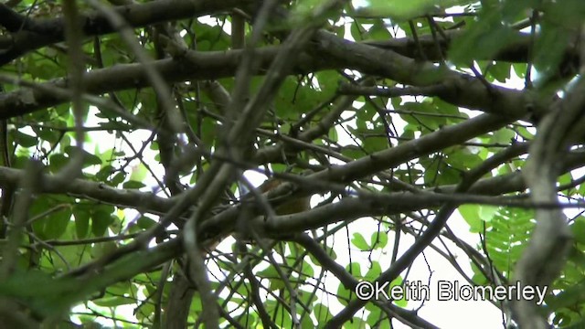 White-lored Spinetail - ML201028411