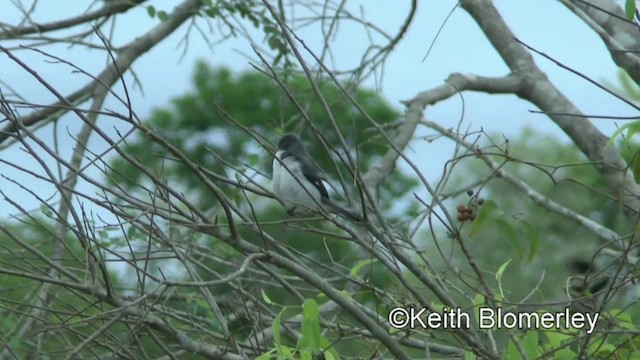 シロハラヒメウソ（leucoptera グループ） - ML201028421