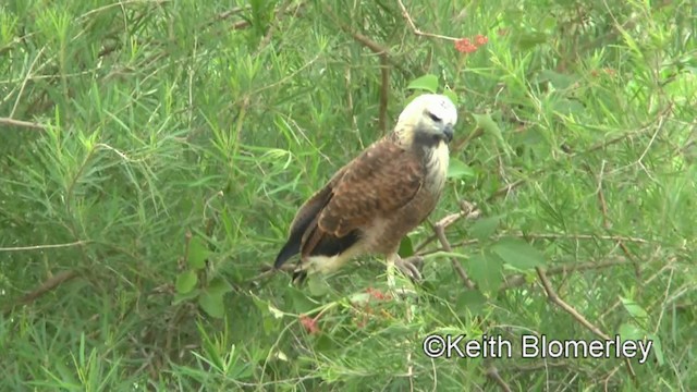 Black-collared Hawk - ML201028471