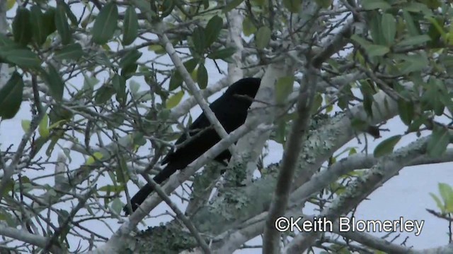 Solitary Black Cacique - ML201028551