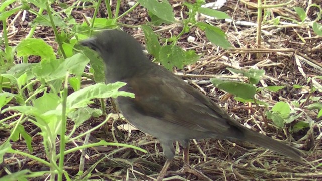 Swahili Sparrow - ML201028571