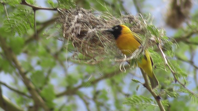 Lesser Masked-Weaver - ML201028591