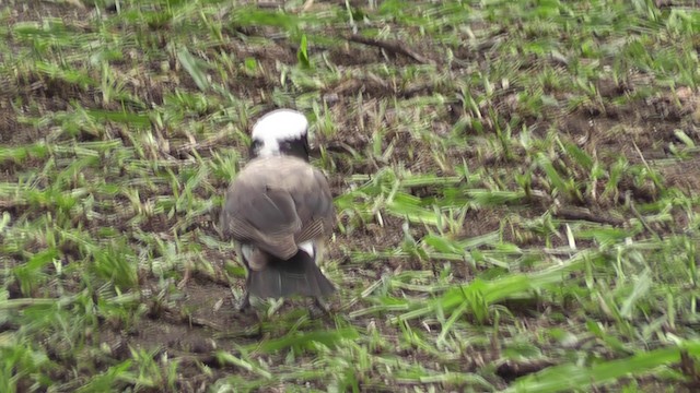 White-rumped Shrike - ML201028621