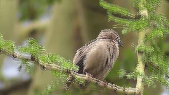 ハイガシラシュウダンハタオリ - ML201028691