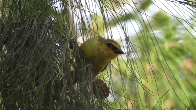 Olive-naped Weaver - ML201028731