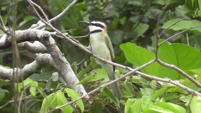White-throated Bee-eater - ML201028741