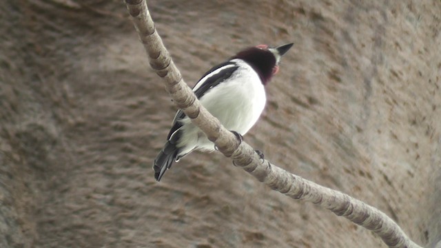 hvitvingepløsøye - ML201028761